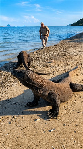 Witness the impressive strength and size of massive Komodo dragons on land