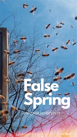✨ A False Spring Day ✨ Key Impacts of False Spring: * Agricultural & Ecological Damage: Early buds on fruit trees and plants can freeze, killing them or destroying the season’s crop. * Animal & Wildlife Distress: Wildlife may emerge from hibernation too early, and migratory birds may arrive before food sources are available, causing high mortality rates. * Human Activity: People often break out spring clothing and start gardening, only to be forced back into winter gear. * Common Occurrences: In