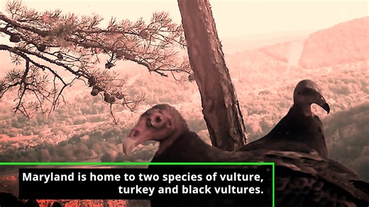 Maryland is home to two species of vulture: turkey vultures and black vultures. Turkey vultures have red heads, while black vultures’ heads are gray. Both are important decomposers, efficiently cleaning up dead animals and limiting disease transmission. Turkey vultures have one of the best senses of smell in the bird kingdom, allowing them to quickly locate carrion. Vultures are highly social and intelligent, with strong family values. Both parents participate in raising young, and siblings ofte