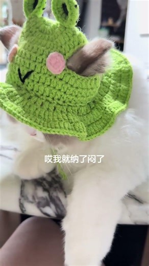 The young lady cannot say #Ragdoll cat#Stubborn seed#Cute Pet Debut Plan.#The confusing be