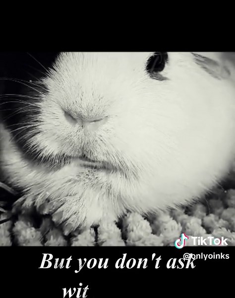 Großes Kino bei OINK TV - The Pigfather! 🐹📽️💰🎩🚬 #meerschweinchen #onlyoinks #tiere #witzig #lustig #funny #wenntieresprechenkönnten #Meme #godfather #mafia