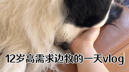 [边牧soga日常]12岁高需求边牧“磨人”的一天