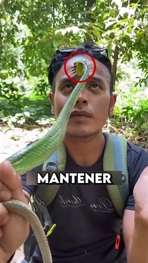What to do if a snake bites you