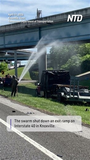 Nearly One Million Bees Block Tennessee Highway Ramp After Truck Crash