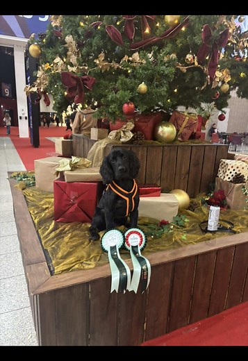 London International Horse Show: ABC Stakes Agility Round