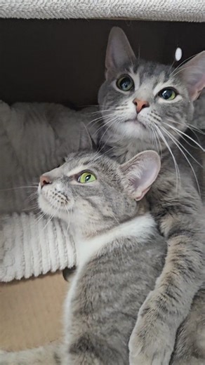 Toronto Humane Society on Instagram: "Come watch all the available adoptable animals at Toronto Humane Society live at 11am est today!! Link to the live will be on our story so stay tuned 🫶 #adoptdontshop"