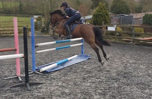 Welsh section D and Welsh Cobs for sale — Horse & Hound