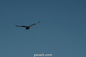 Eagle Fly Videos, Download The BEST Free 4k Stock Video Footage & Eagle Fly HD Video Clips