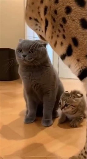 😱🐾 Savannah Kitten Cornered—Then Mom Arrives