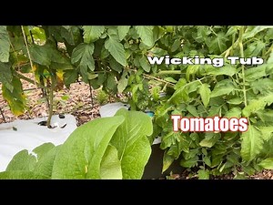 Growing Tomatoes in wicking containers. (EarthBox)