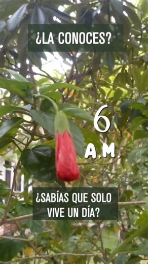 La flor que solo dura un día #shorts