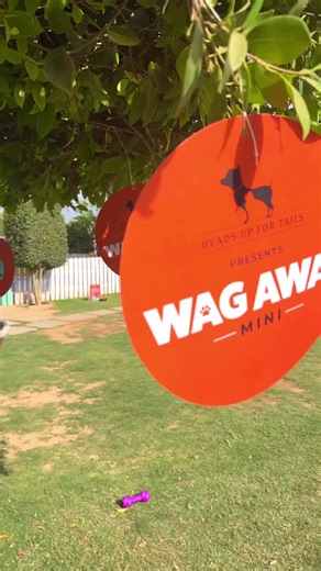 We’re still thinking about the amazing weekend we had at Tail Club 🧡🐾 From endless pool dips to thrilling fetch games & unforgettable paparazzi moments. Not to mention the delicious food, refreshing drinks, and mouth watering ice creams... it was an event that had it all. We can’t wait to see you and your furry companion at the next HUFT Wag Away- Mini. A big thank you to all the pet parents who brought their adorable pets to Tail Club and made endless memories. And a special shoutout to our i