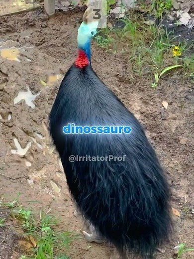 3 DINOSAURS that are still alive and you didn't know about! #funfacts #dinosaur #viral