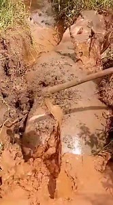 6K views · 121 reactions | Hippos were successfully rescued after locals discovered that hippos were stuck in muddy trenches. Oh my God, it took daring to dig this beautiful giant beasts out of their unfortunate prison. Please, be kind enough, like these residents, should you find any animal in need, call responsible parties for immediate help. Now, these hippos have a second chance of life! #hippos #hippo #safari #hippopotamus ##africansafari | Wildfriends Africa | Facebook