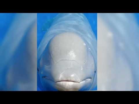 Beluga Talking 🐋 | Whale “Song” & Sounds