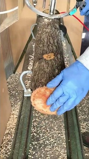 🍄椎茸栽培🪵 シイタケを生やすための木ができるまで #Shorts