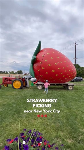 Little Kid Big City NEW YORK on Instagram: "Berry Fun 🍓🍓🍓 Looking for a sweet activity? It’s the start of strawberry season! Many farms have opened this weekend, and many more next week. Picking your own makes it even sweeter. A visit to one of these farms makes a great makes for a great weekend day trip with the fam. Have you visited these before? A few local favorites: 🍓Alstede Farms – Chester, NJ Strawberry Picking opened Sat May 24th Apx 1 hr 30 mins from Midtown Accessible by NJ Transit
