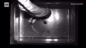 Scientists tickle rats to learn more about the importance of play