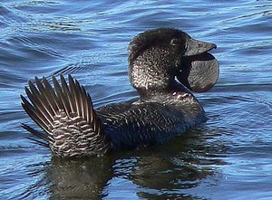 Musk duck - Alchetron, The Free Social Encyclopedia