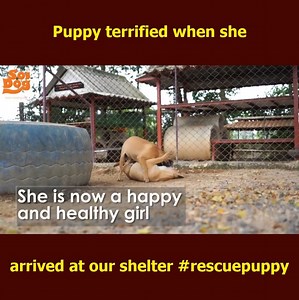 Puppy terrified when she arrived at our shelter #rescuepuppy | Beautiful Dogs Love