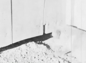 14K views · 141 reactions | When a history professor discovered a long-forgotten roll of silent 8mm film from 1942, he thought it could contain rare and important footage from World War II. Instead it turned out to be puppies ❤️ | History Brew | Facebook