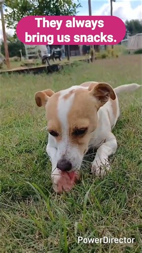 "Watch Mary Poppins the Jack Russell Dog ENJOY a Raw Bone! 😍 Cute Eating Moments!"