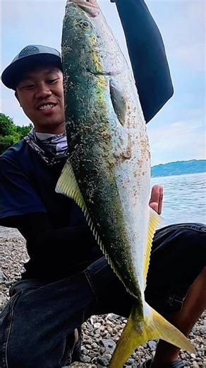 Huge Japanese Yellowtail Amberjack #fishing #daiwa #shorejigging #daiwasaltiga