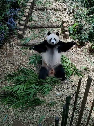 Dancing Panda Surprise! 🐼💃#Panda #DancingPanda #CuteAnimals