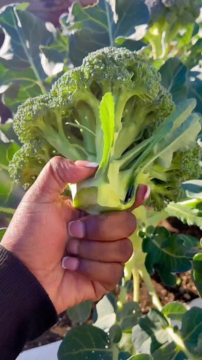 Should I go over to the #gardening side of tiktok. Because my winter garden is gardening #blackgirlswithgardens #wintergarden
