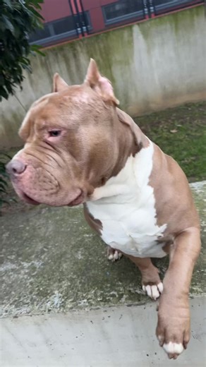 C’est le chien le plus fou que j’ai vue de ma vie , regarde la fin 😂 #bully #bullyxl #americanbully #chien #dogsoftiktok