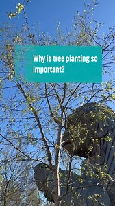 We're planting over 100 native trees in our new African Forest habitat at Bristol Zoo Project, the new home for our gorilla troop and other threatened species 🦍 You and your loved ones can help to establish and protect these trees and the endangered species that will call them home by donating to plant a tree! 🌳 Dedicate in memory of a loved one or as a gift and receive a bespoke gold plaque and certificate in their name 💚 Find out more at https://www.bristolzoo.org.uk/support-us/donate-to-pl