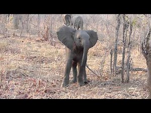 Baby Elephant Charges Safari Vehicle