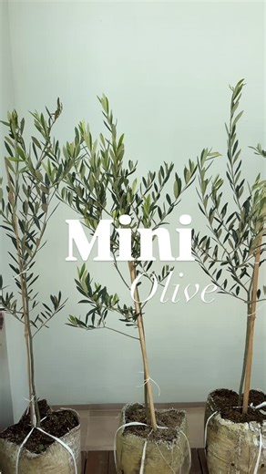 The Jungle Truck on Instagram: "Semoga senin kembali berseri yaaaahh! 🌿🌿🌿🌿 Cuma emiten tanaman aja nih yang ijo teruss! Iya , daunnya 🤣🤣🤣🤣 Inget yhaa, menanam juga investasi untuk masa depan. Rumah jadi dingin, ada kehidupan, ada pertumbuhan. The best time to plant Olive is many years ago, second best time is now :) Olive versi ekonomis nya bisa bgt langsung dipesen ke admin 🌿 #jasataman #jualtanaman #jasatamanjakarta #pohonzaitun #jualolive"