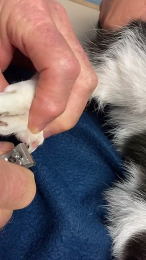 Cat Nail Trimming Guide by Dr. B