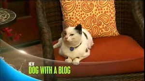 Dog With a Blog - Cat With A Blog - Promo