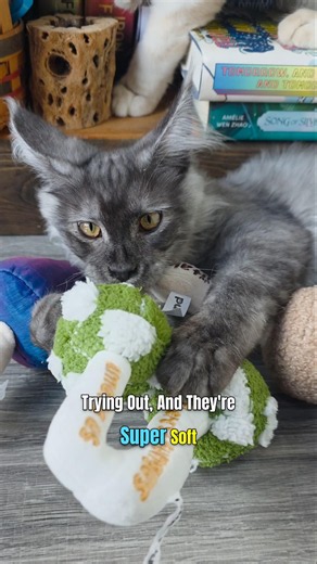 What Would You Name a Mushroom-Loving Maine Coon? 🍄🐾