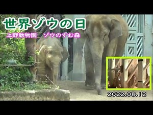 【世界ゾウの日】上野動物園・ゾウのすむ森の一日 2022.08.12撮影