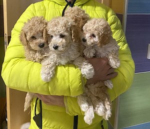 Pritlikavi pudelj (koder), krem barve, mladički (~30cm)