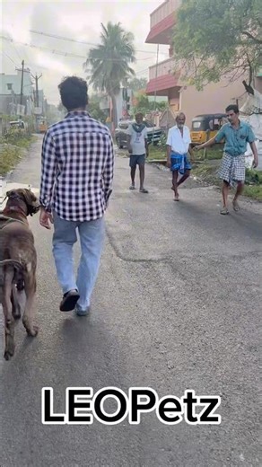 🔥Rocky 1.7 Year Bully Kutta Offleash Training on Public Road🐾 #bullykutta #offleashtraining #dog