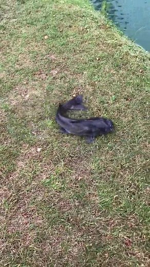 You Won’t Believe - DANCING CATFISH! 🕺#shorts #fishing #catfish | Fish Happens