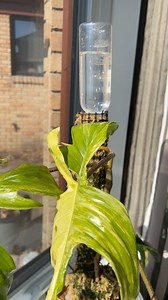 How to water / keep moss pole moist using recycled plastic bottles🌵 @sjplants IG🌿 #watering #mosspole #plants #selfwatering #selfwateringplanter #planthacks #sustainableliving #diy #goingzerowaste #zerowaste #recycle #plantmama #crazyplantlady #choosetoreuse #plants #plantsofinstagram #houseplants #reels #diycrafts #caretips #howto #aroid #houseplantsclub #learn | ᒍunglemaven