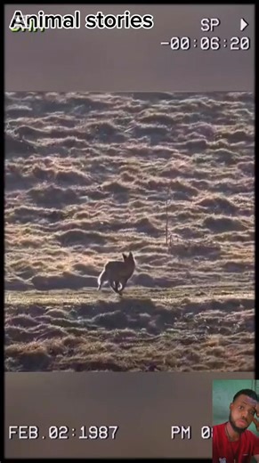 3K views · 69 reactions | The eagle hunting skills are absolutely insane. #fypシ #fypシ゚viralシ #animals #Eagles #fox | Animals stories | Facebook