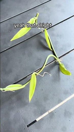 How to Successfully Grow Vanilla Beans from Plant Cuttings?