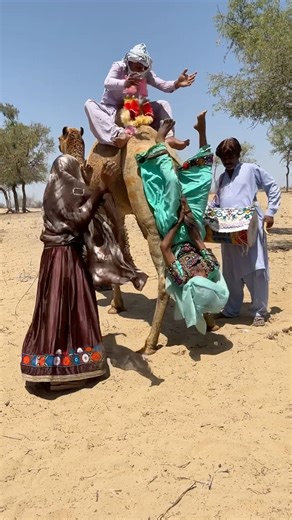 أجواء الفرح تعود من جديد.. الجمال ترقص على أنغام الطبول