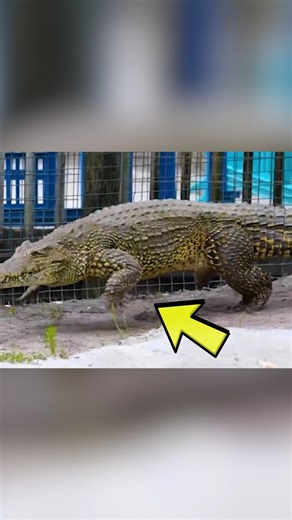 Cute crocodile #animals #funny #nature