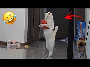 Try Not To Laugh 😂 Ultimate Funny Cats Compilation | 1 Hour Best Cat Videos 2026