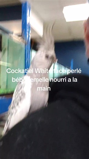 #aquatropicale #cockatielwhitefaceperle