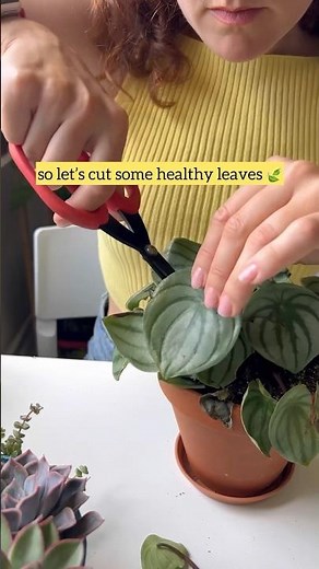 Peperomia Watermelon 🍉 Argyreia 🌿 Propagation from leaf in hydrohel 🫧 #peperomia #plantcare