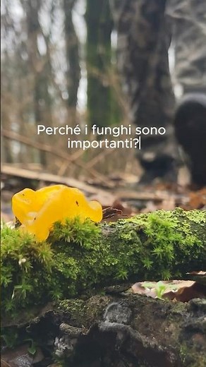 Mushrooms: The Hidden Heroes Who Created Life on Earth #mushrooms #mycology #curiosities
