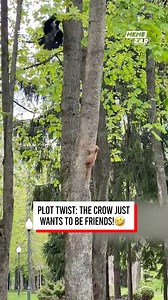 35K views · 167 reactions | This squirrel has mastered the art of escaping!  | Memezar | Facebook